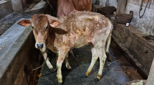                                      (출처=위키백과, 럼피스킨병에 감염된 소)