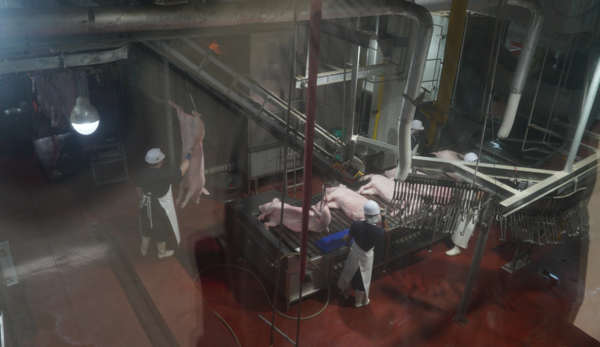                                                  최첨단 축산물종합처리장(LPC)