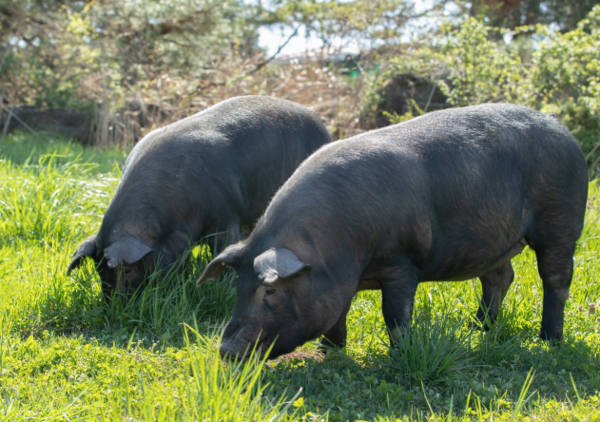 ⓒ국립축산과학원